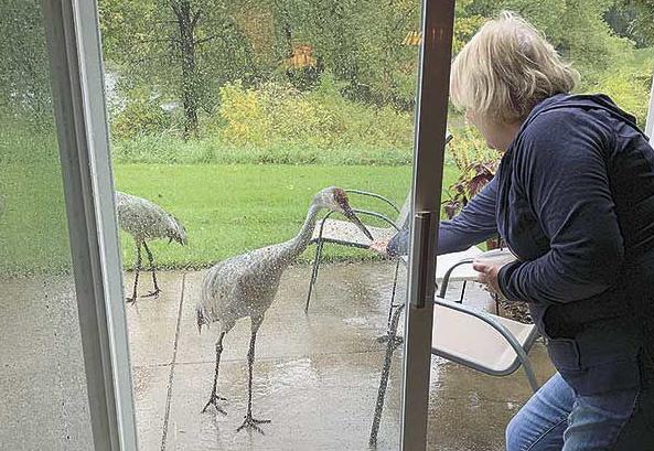 Visiting cranes adopt White Bear couple